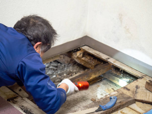 Best Residential Mold Removal  in Mount Holly, NC