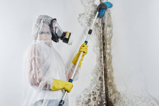 Best Mold Removal and Inspection  in Mount Holly, NC