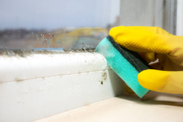 Home Mold Removal in Mount Holly, NC