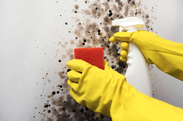 Best Black Mold Removal  in Mount Holly, NC
