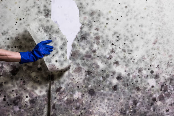 Best Mold Remediation  in Mount Holly, NC